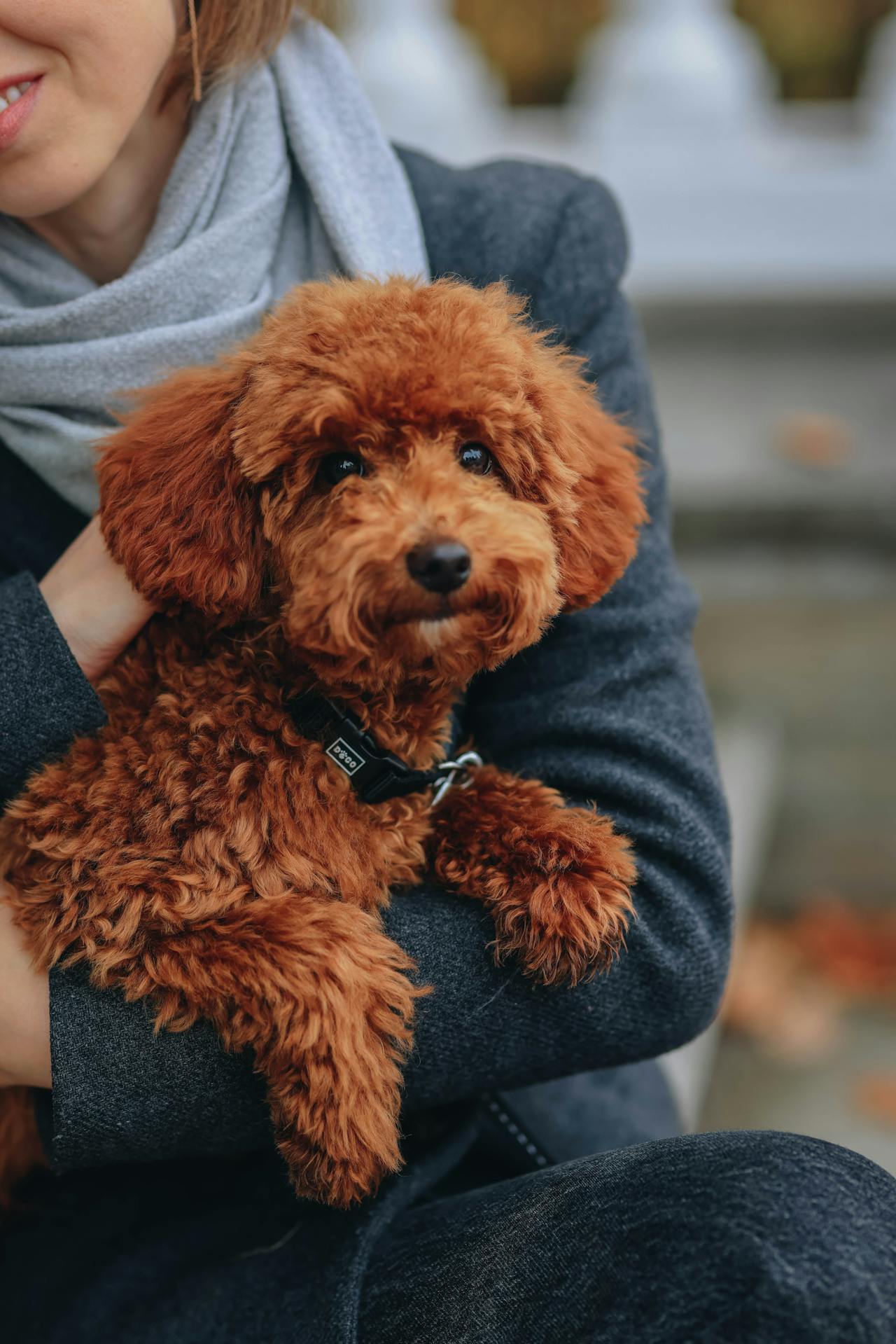Pet Care